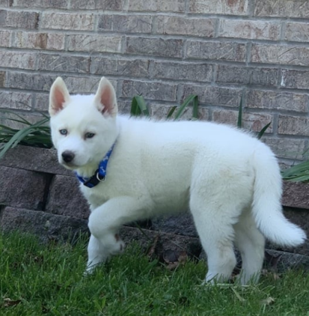 regalo-cachorro-de-husky-siberiano-macho-y-hembra-big-0