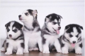 regalo-cachorro-de-husky-siberiano-macho-y-hembra-small-0