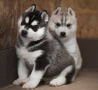 regalo-cachorro-de-husky-siberiano-macho-y-hembra-small-0