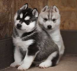 REGALO CACHORRO DE HUSKY SIBERIANO MACHO Y HEMBRA