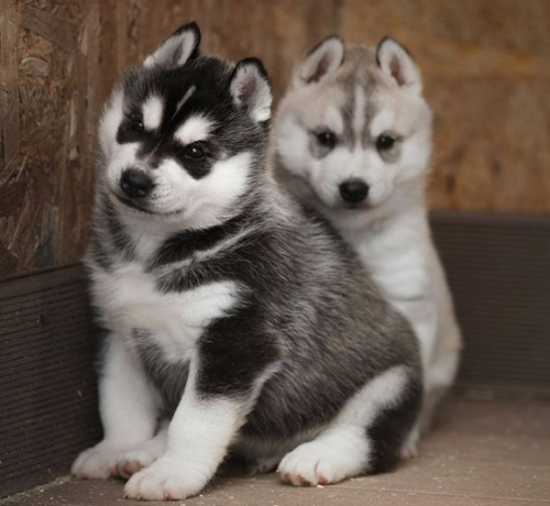 regalo-cachorro-de-husky-siberiano-macho-y-hembra-big-0