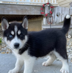 REGALO CACHORRO DE HUSKY SIBERIANO MACHO Y HEMBRA