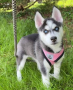 regalo-cachorro-de-husky-siberiano-macho-y-hembra-small-0