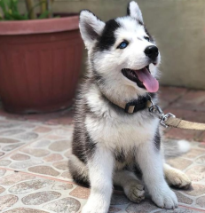 REGALO CACHORRO DE HUSKY SIBERIANO MACHO Y HEMBRA