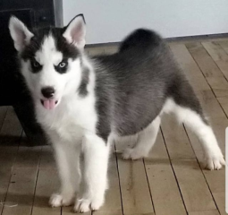 REGALO CACHORRO DE HUSKY SIBERIANO MACHO Y HEMBRA