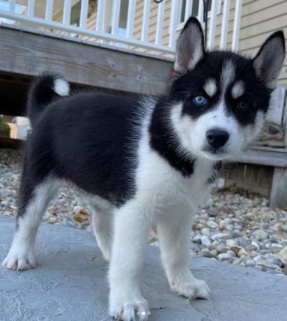 regalo-cachorro-de-husky-siberiano-macho-y-hembra-big-0