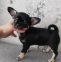 regalo-camada-de-chihuahua-cachorro-para-adopcion-small-0