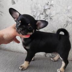 Regalo camada de Chihuahua Cachorro para adopcion