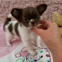 regalo-camada-de-chihuahua-cachorro-para-adopcion-small-0