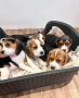 hermosos-beagle-small-4