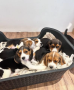 hermosos-beagle-small-5