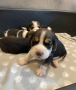 hermosos-beagle-small-7