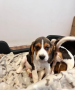 hermosos-beagle-small-2