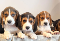 hermosos-beagle-small-0