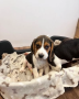 hermosos-beagle-small-3