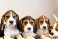 hermosos-beagle-small-1