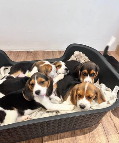 hermosos-beagle-big-5