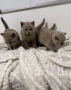 gatitos-machos-british-shorthair-trasero-azul-small-2