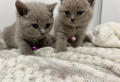 gatitos-machos-british-shorthair-trasero-azul-small-4