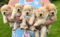 crema-chow-chow-registrados-en-kc-small-3