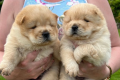 crema-chow-chow-registrados-en-kc-small-2