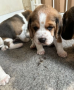 3-perro-de-beagle-impresionantes-listos-ahora-con-control-de-salud-small-8