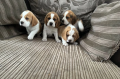 3-perro-de-beagle-impresionantes-listos-ahora-con-control-de-salud-small-5