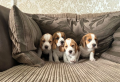 3-perro-de-beagle-impresionantes-listos-ahora-con-control-de-salud-small-3