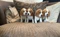 3-perro-de-beagle-impresionantes-listos-ahora-con-control-de-salud-small-2