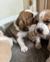 3-perro-de-beagle-impresionantes-listos-ahora-con-control-de-salud-small-9