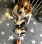 3-perro-de-beagle-impresionantes-listos-ahora-con-control-de-salud-small-7