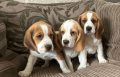 3-perro-de-beagle-impresionantes-listos-ahora-con-control-de-salud-small-1