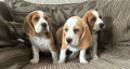 3-perro-de-beagle-impresionantes-listos-ahora-con-control-de-salud-small-0