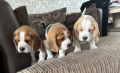 3-perro-de-beagle-impresionantes-listos-ahora-con-control-de-salud-small-6