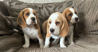 3 perro de Beagle impresionantes, listos ahora, con control de salud