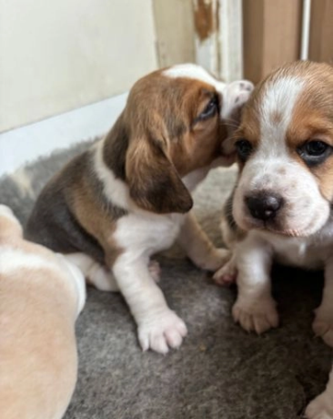 3-perro-de-beagle-impresionantes-listos-ahora-con-control-de-salud-big-9