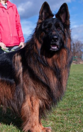 maravillosos-perros-de-pastor-aleman-de-pelo-largo-de-color-negro-intensobronceado-big-0