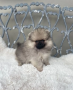 pomerania-macho-pequeno-tipo-exposicion-lineas-rusas-small-2