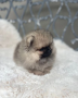 pomerania-macho-pequeno-tipo-exposicion-lineas-rusas-small-1