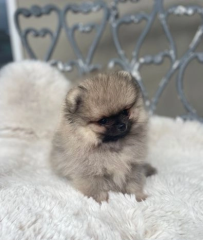 Pomerania macho pequeño tipo exposición, líneas rusas