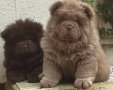 chow-chow-princesa-chocolate-de-calidad-excepcional-small-1