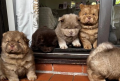 chow-chow-princesa-chocolate-de-calidad-excepcional-small-5