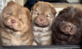 chow-chow-princesa-chocolate-de-calidad-excepcional-small-4