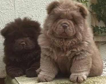 chow-chow-princesa-chocolate-de-calidad-excepcional-big-1