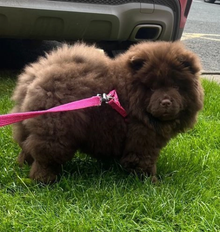 chow-chow-princesa-chocolate-de-calidad-excepcional-big-0