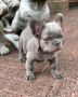 bulldogs-franceses-bulldogs-franceses-bulldogs-franceses-mullidos-small-5