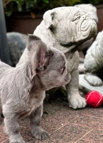 bulldogs-franceses-bulldogs-franceses-bulldogs-franceses-mullidos-big-6