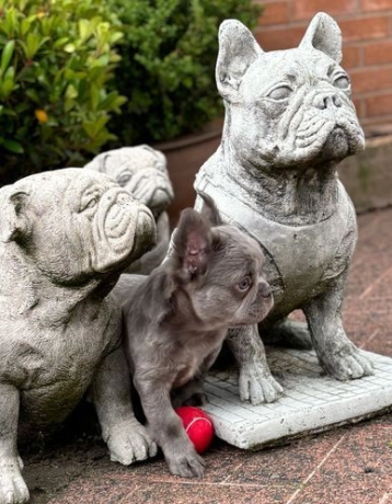 bulldogs-franceses-bulldogs-franceses-bulldogs-franceses-mullidos-big-7