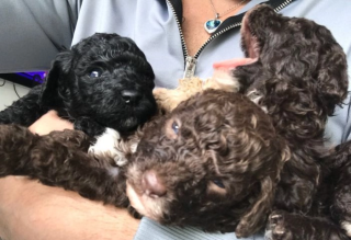 ️ Nuestra última impresionante niña de chocolate ️ Caniche toy