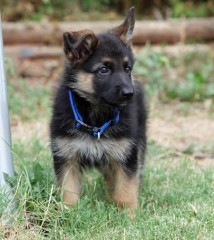 Regalo cachorro de pastor alemán para adopcion